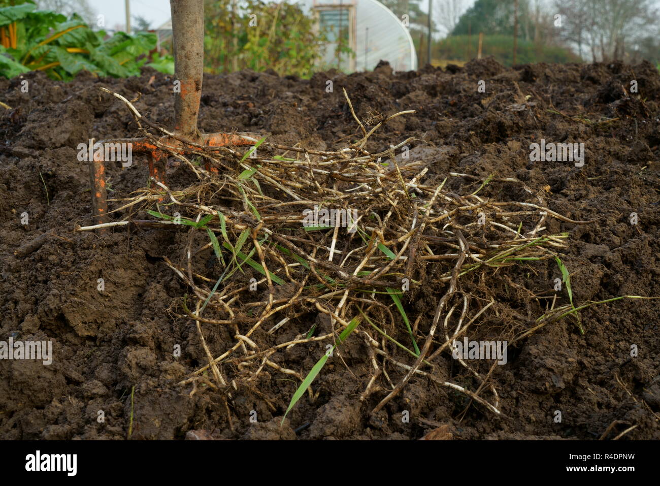 Couch grass roots (rhizomes) dug from a garden Stock Photo