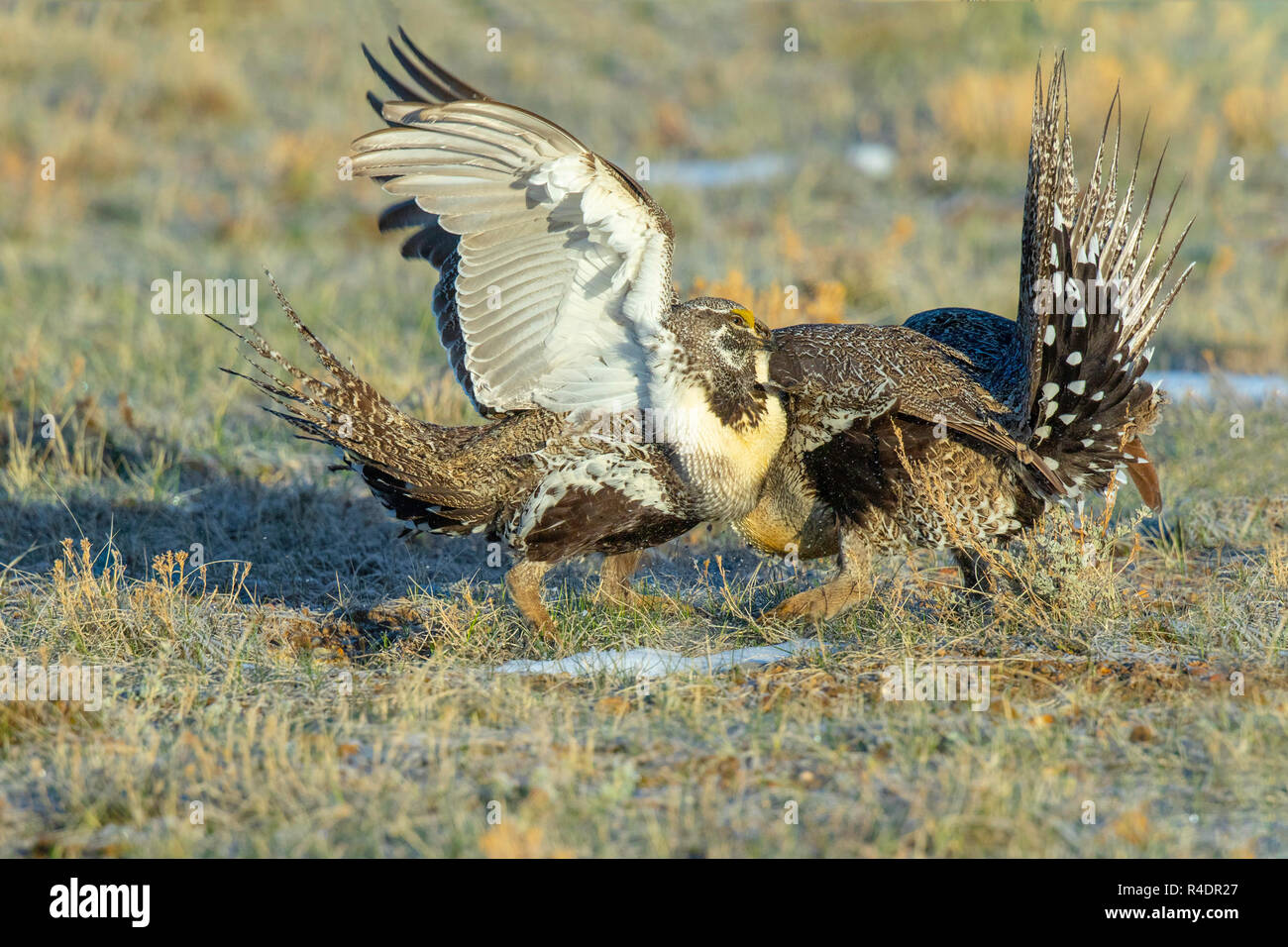 Greater Sage-Grouse  Centrocercus urophasianus SE of Walden, Colorado, United States 22 April 2018       Adult Males fighting.       Phasianidae Stock Photo