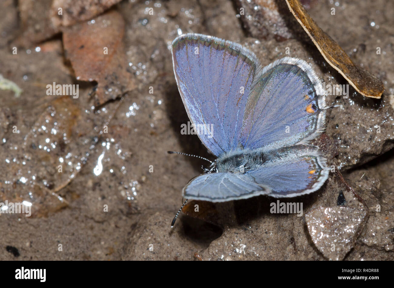 Western Tailed-Blue, Cupido amyntula, male mud-puddling Stock Photo - Alamy, image size:1300x951