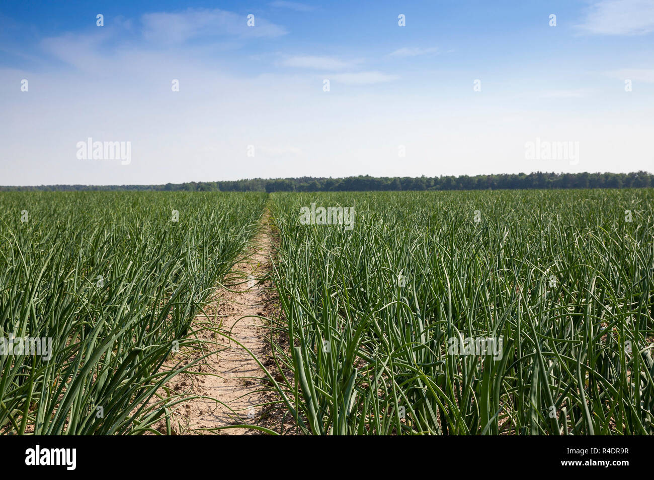 Lush green onions leaves hi-res stock photography and images - Alamy
