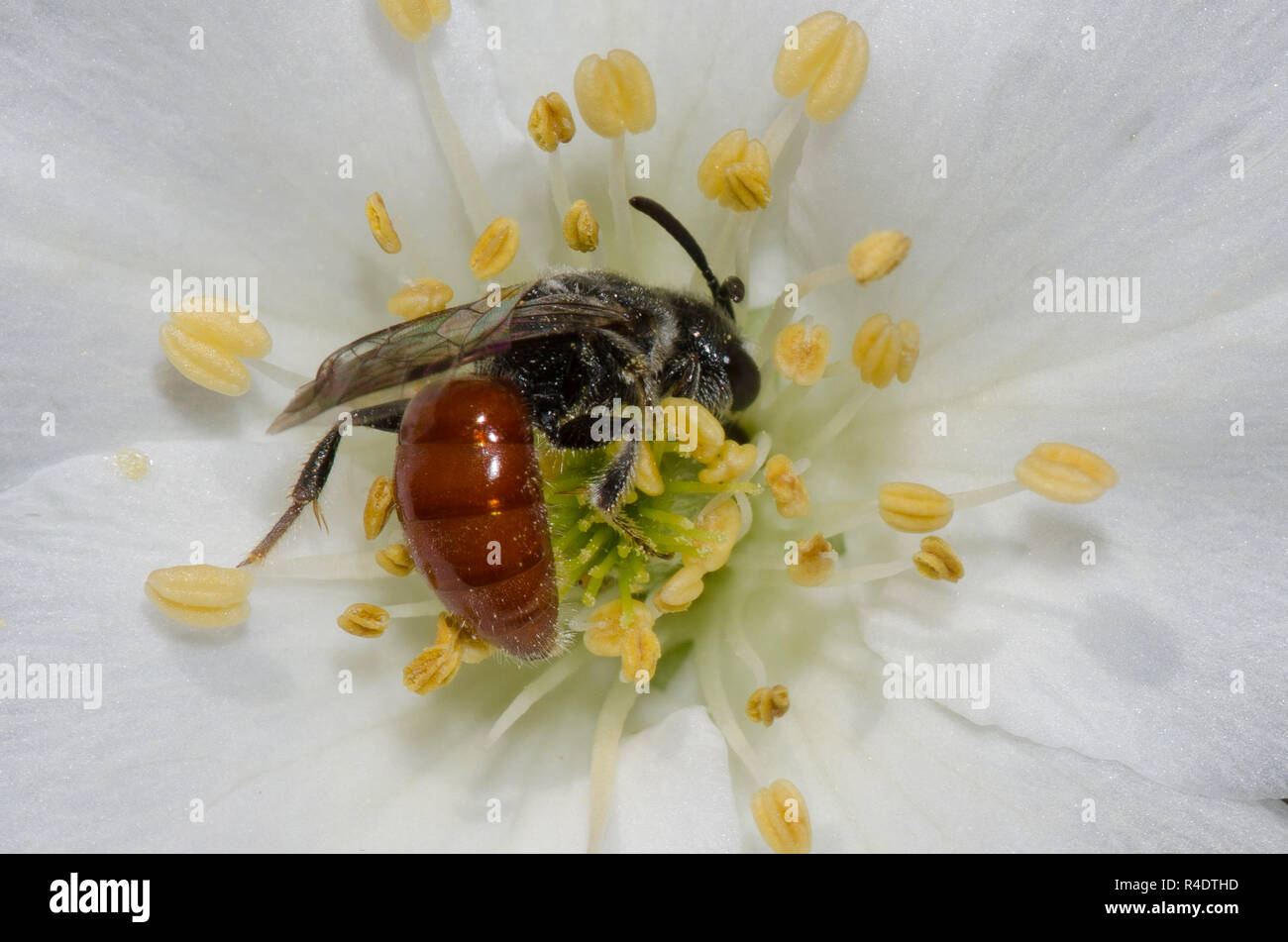 Sweat Bee, Sphecodes sp., nectaring from Apache Plume, Fallugia paradoxa Stock Photo