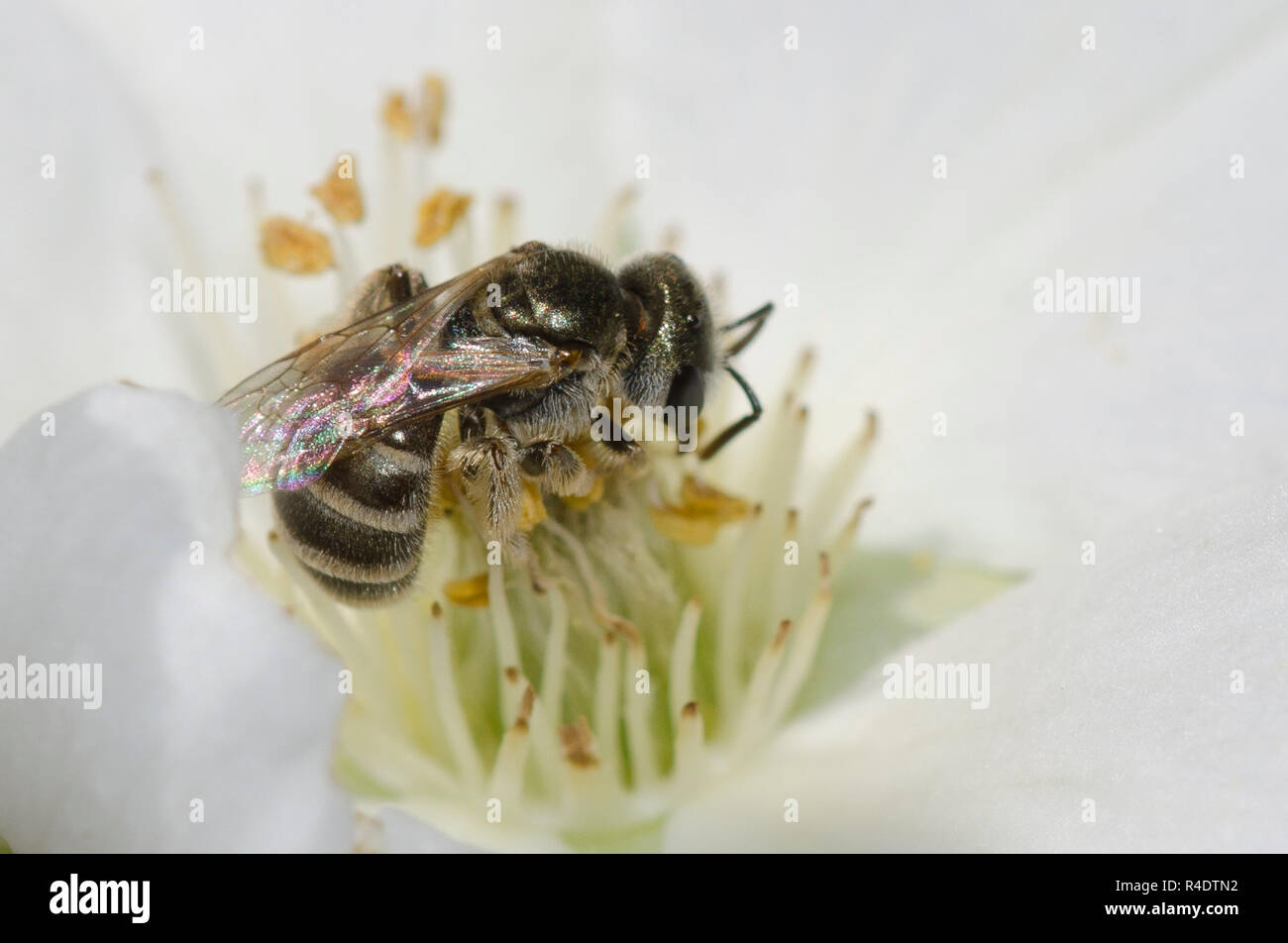 Sweat Bee, Halictus tripartitus, nectaring from Apache Plume, Fallugia paradoxa Stock Photo