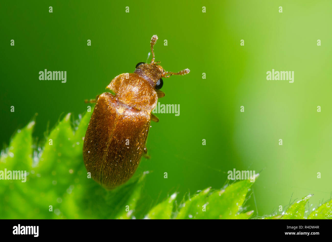 Raspberry Beetle, Byturus unicolor, perched on blackberry, Rubus sp., leaf Stock Photo