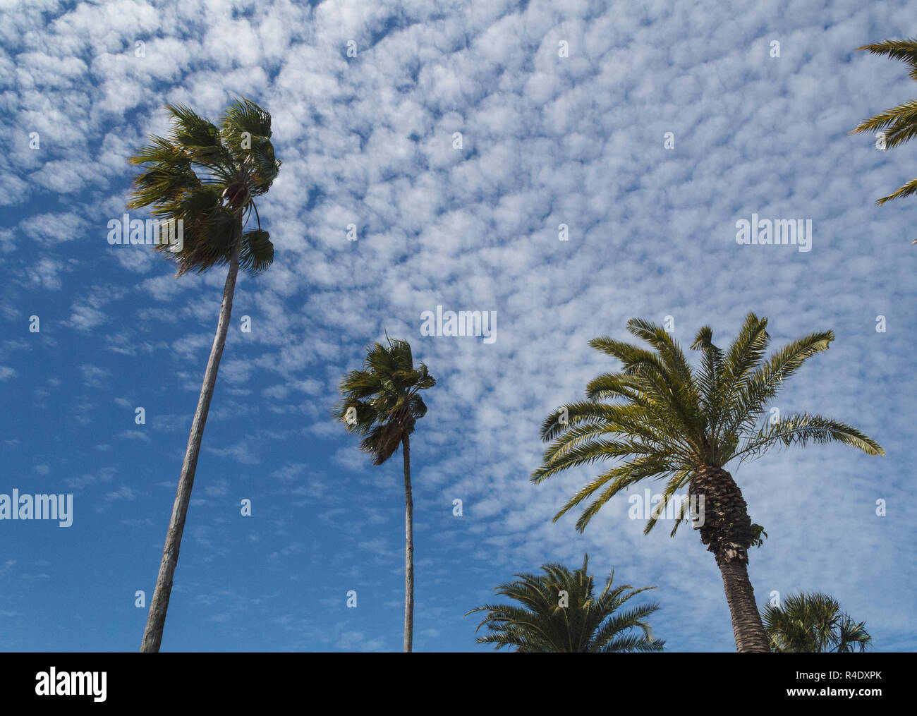 Large formation of cirrus clouds over towering palm trees, Florida, USA Stock Photo