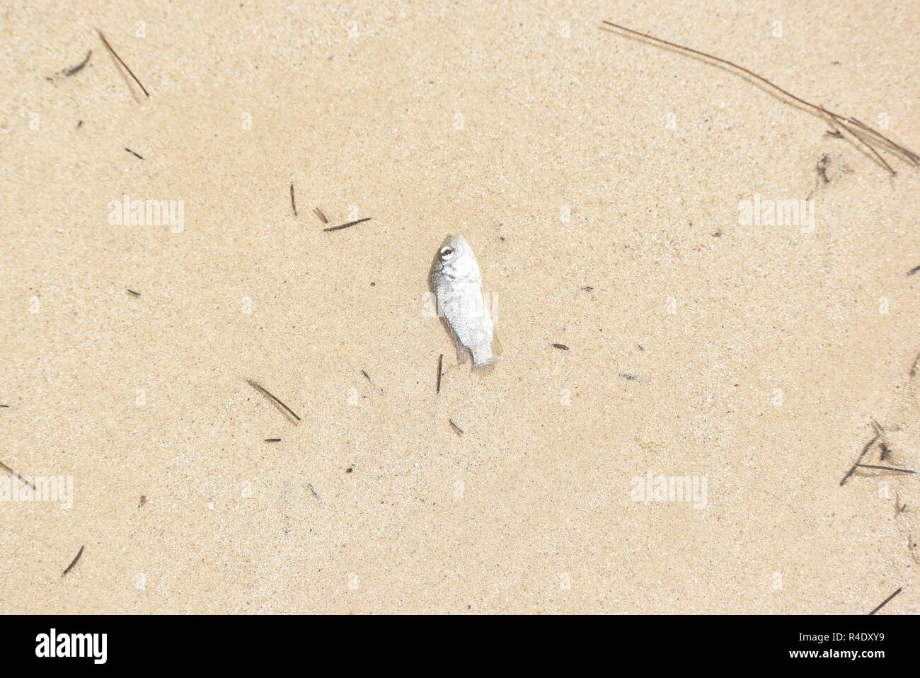 Fish on a beach Stock Photo