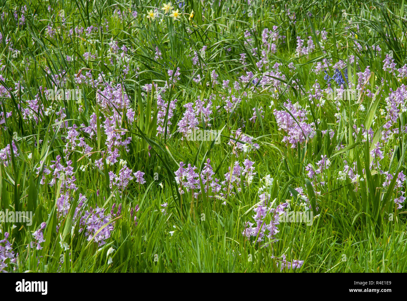 Swathes of pretty pink blue bells / Hyacinthoides x massartiana with a few yellow spring flowers occurring naturally on St Martins, Isles of Scilly UK Stock Photo
