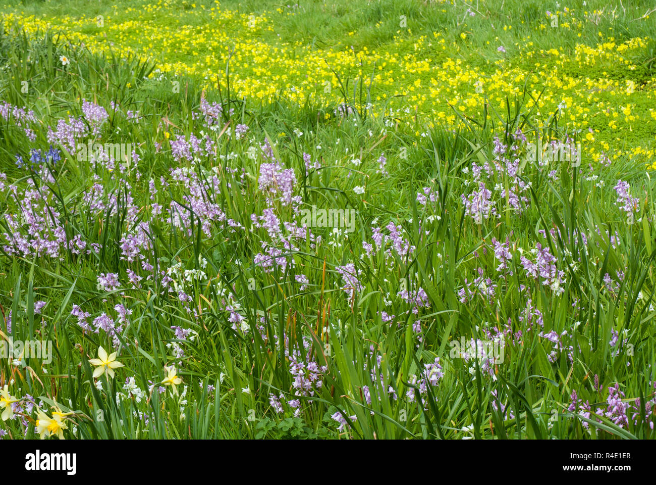 A beautiful and colourful swathe of spring wild flowers including the Bermuda buttercup, pink hybrid bluebells and daffodils on St Martins, Scilly. Stock Photo