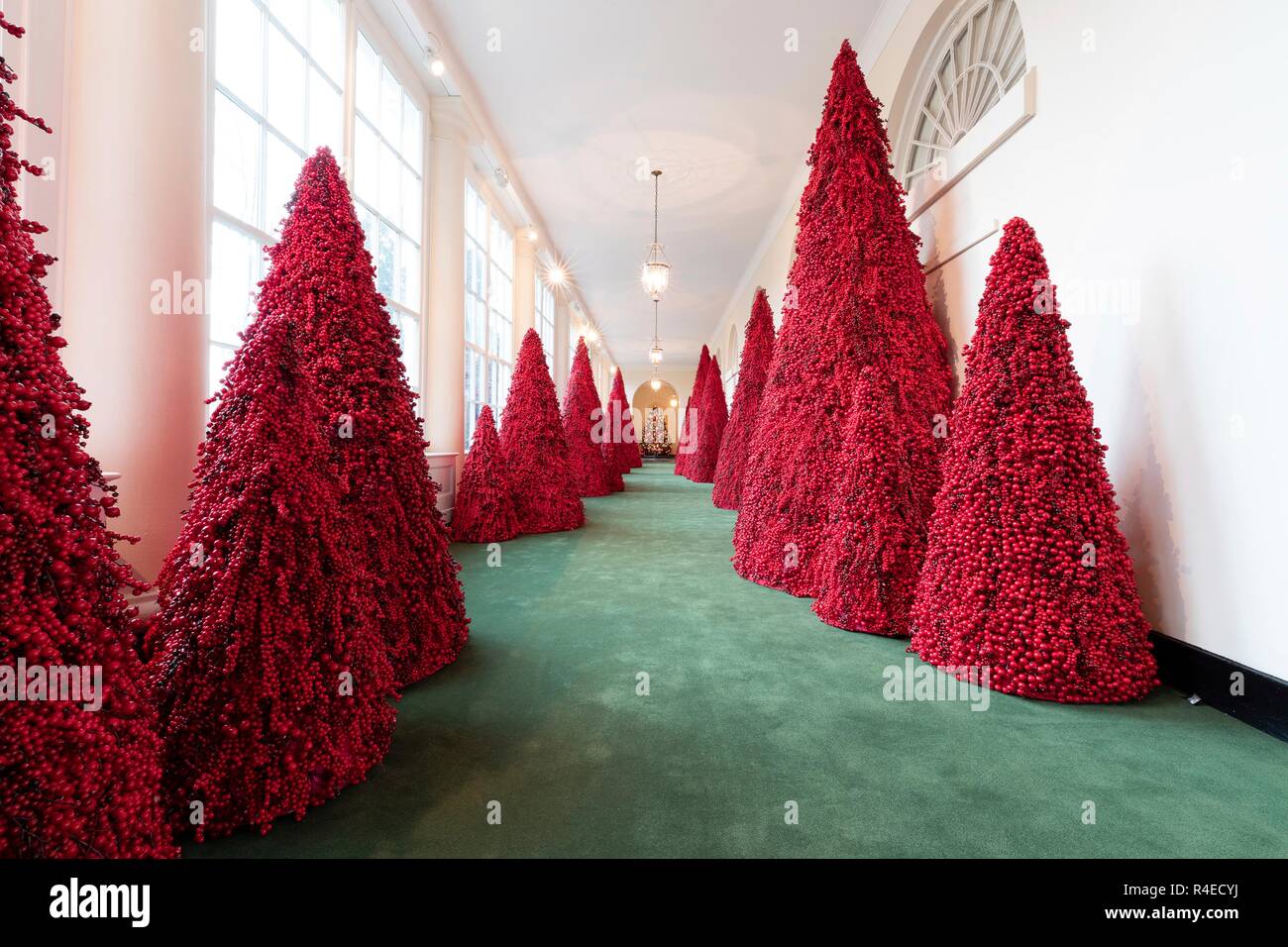 Blood red topiary trees along the East Colonnade part of the 2018 White  House Christmas decorations unveiled at the White House November 26, 2018  in Washington, DC. The decor was designed by