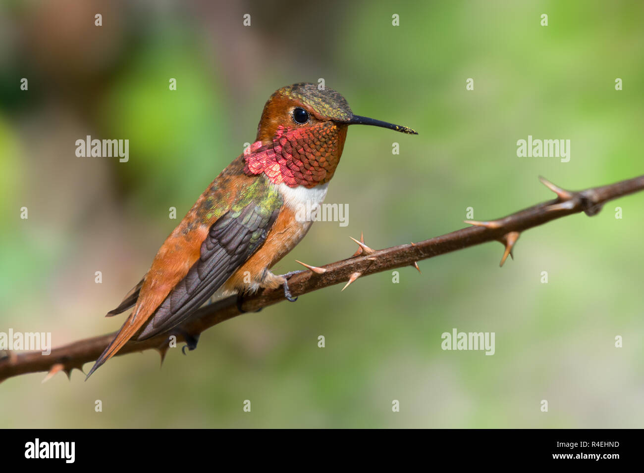 Hummingbirds canada hi-res stock photography and images - Alamy