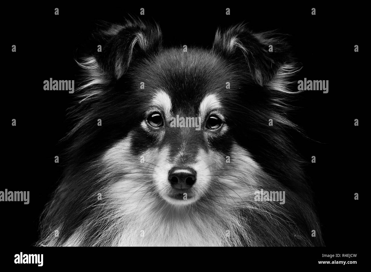 Shetland sheepdog Black and White Stock Photos & Images - Alamy