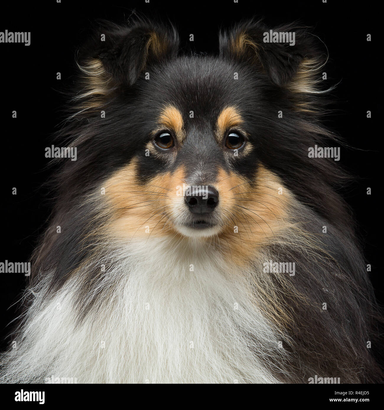 Tricolor shetland sheepdog hi-res stock photography and images - Alamy