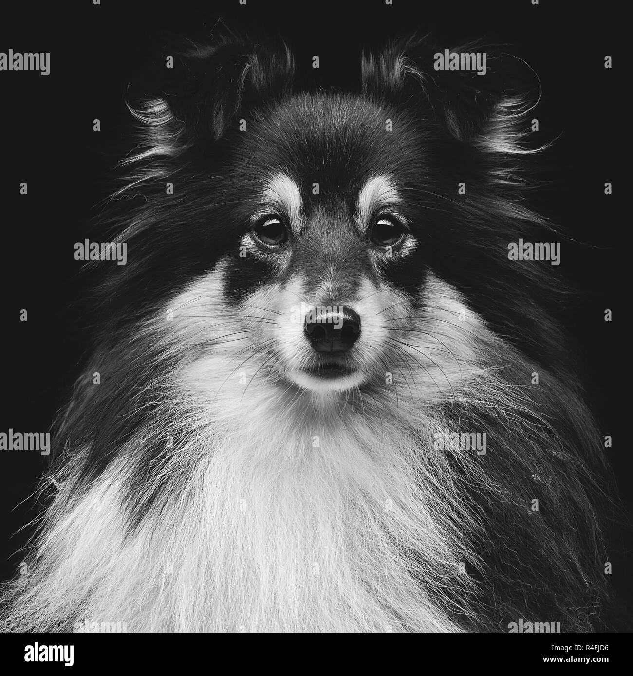 Dog sheltie Black and White Stock Photos & Images - Alamy
