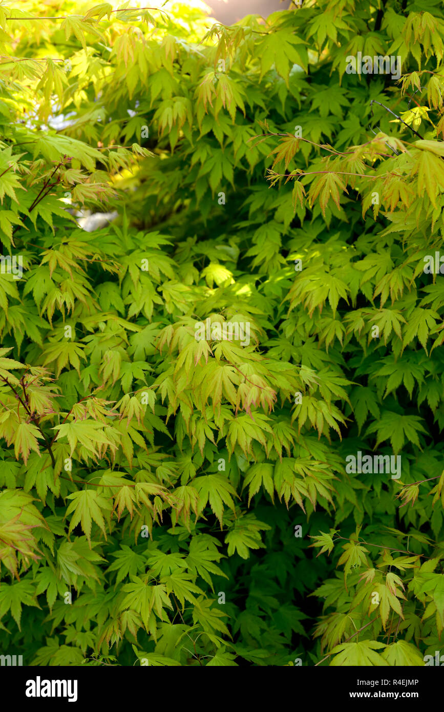 acer palmatum orange dream,acers,green,yellow,leaves,foliage,spring,ornamental,tree,trees,garden,RM Floral Stock Photo