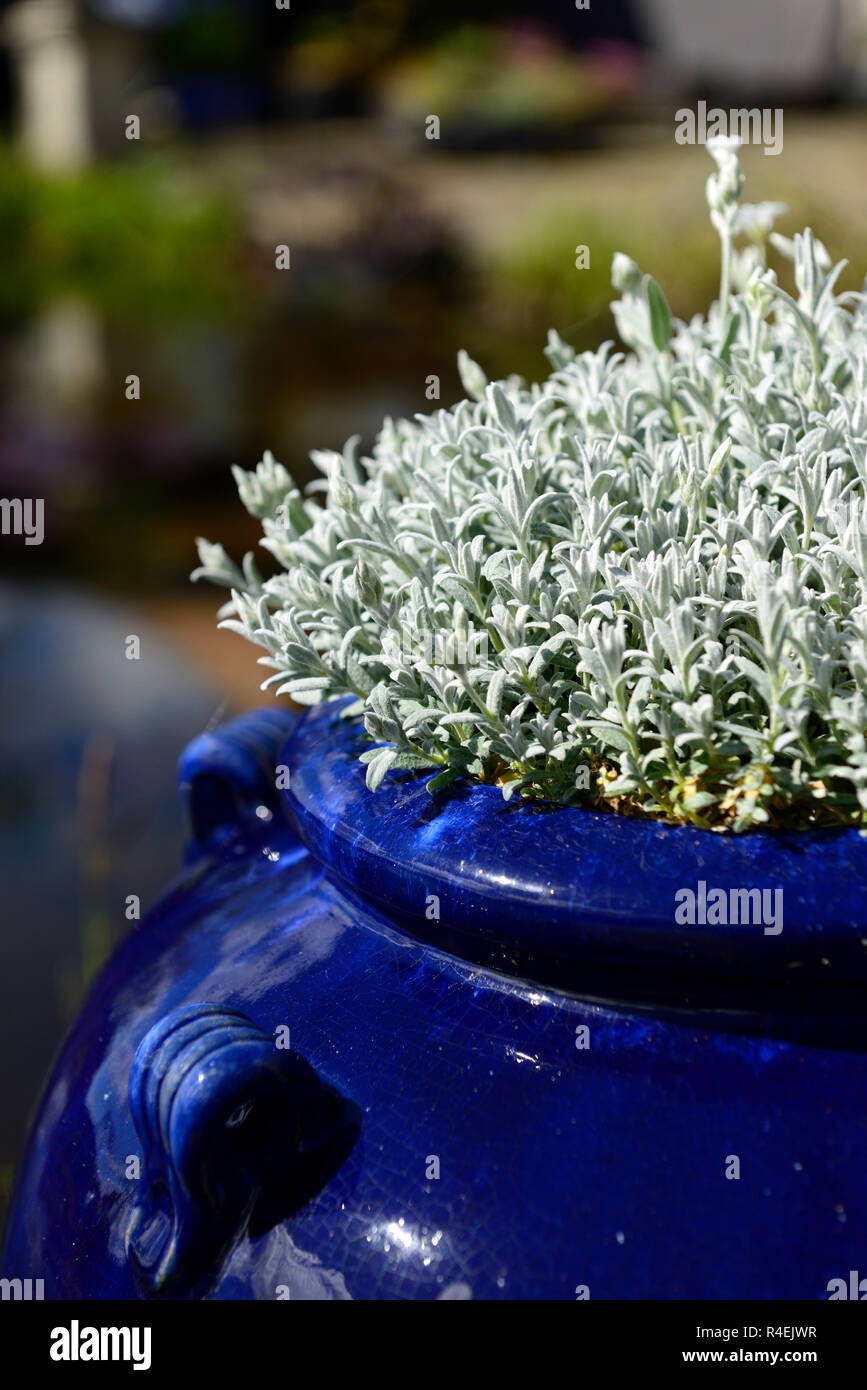 Cerastium tomentosum,SnowinSummer,silver,leaves,foliage,blue pot