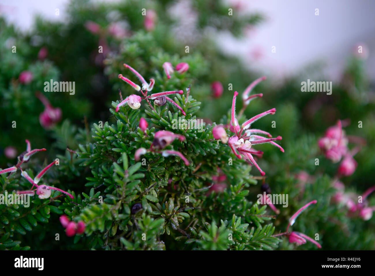 Grevillea lanigera prostrate,Dwarf Woolly Grevillea,evergreen,hardy groundcover,grey-green foliage,woolly,pink,flowers,flowering,garden,RM floral Stock Photo