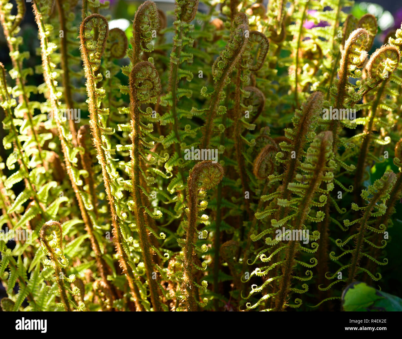 matteuccia struthiopteris,fronds,unfurl,unfurling,spring,garden,RM Floral Stock Photo