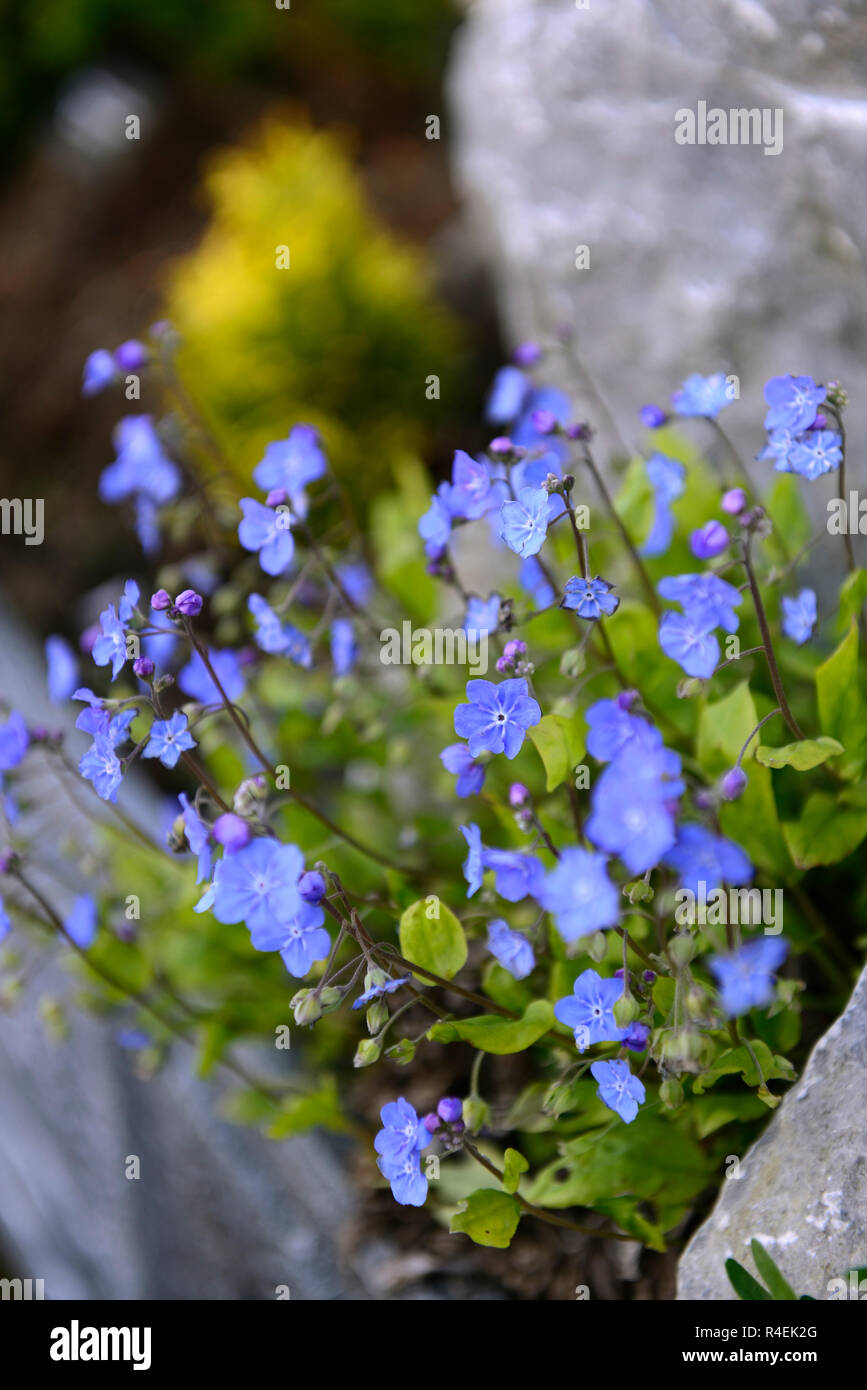 Omphalodes cappadocica,Cappadocian navelwort,blue,flower,flowers,flowering,alpine,alpines,evergreen,plant,RM Floral Stock Photo