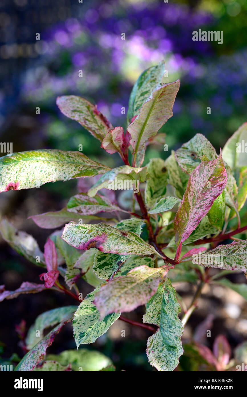 Photinia serratifolia Pink Crispy,marbled,green,red,foliage,leaves,photinias,shrub,shrubs,garden,RM floral Stock Photo