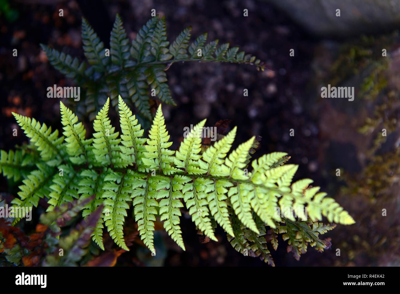 Polystichum luctuosum,Korean rock fern,Tsushima holly fern,ferns,fronds,shade,shaded,shady,gardens,garden,RM Floral Stock Photo