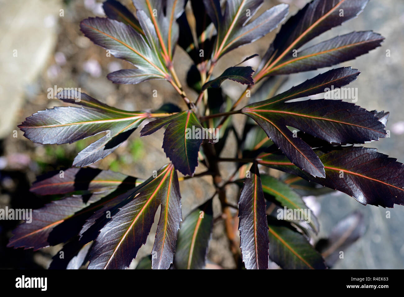 Pseudopanax lessonii Moa’s Toes,leathery,leaves,foliage,dark green,brown,garden,RM Floral Stock Photo