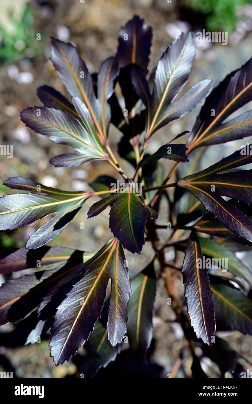 Pseudopanax lessonii Moa’s Toes,leathery,leaves,foliage,dark green,brown,garden,RM Floral Stock Photo