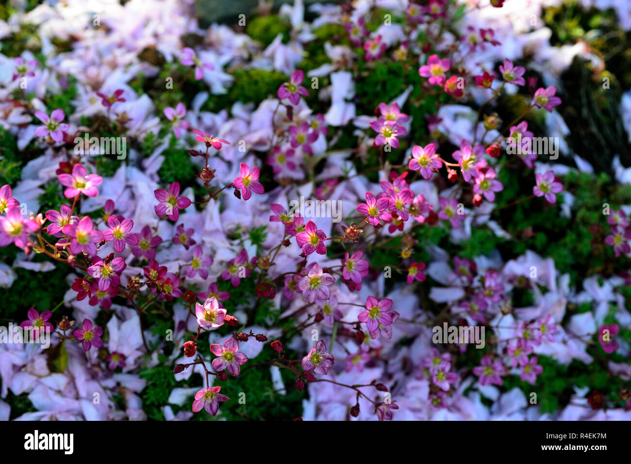 Saxifraga Galaxie,saxifrage Galaxie,saxifrages,pink,flower,flowers,flowering,alpine,alpines,garden,gardening,rock,RM Floral Stock Photo