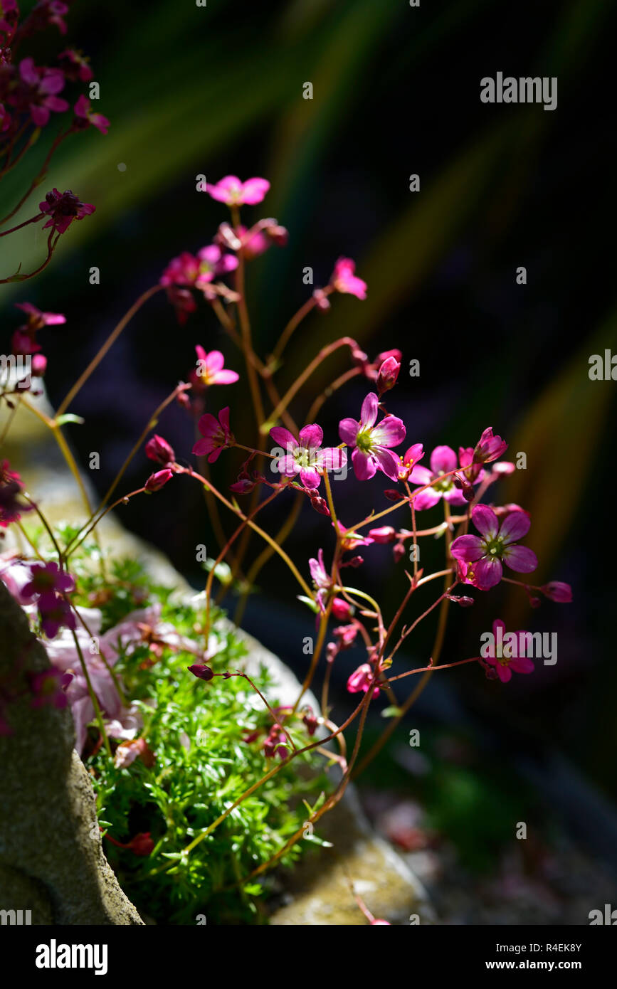 Saxifraga Galaxie,saxifrage Galaxie,saxifrages,pink,flower,flowers,flowering,alpine,alpines,garden,gardening,rock,RM Floral Stock Photo