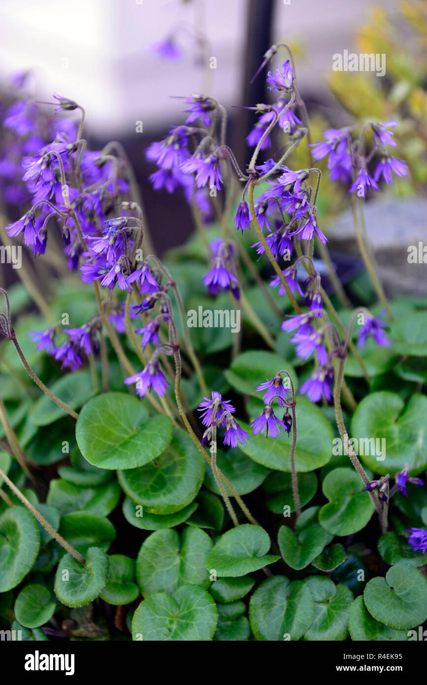 soldanella villosa,Purple, fringed bells,flower,flowers,flowering,alpine,alpines,garden,gardens,RM Floral Stock Photo
