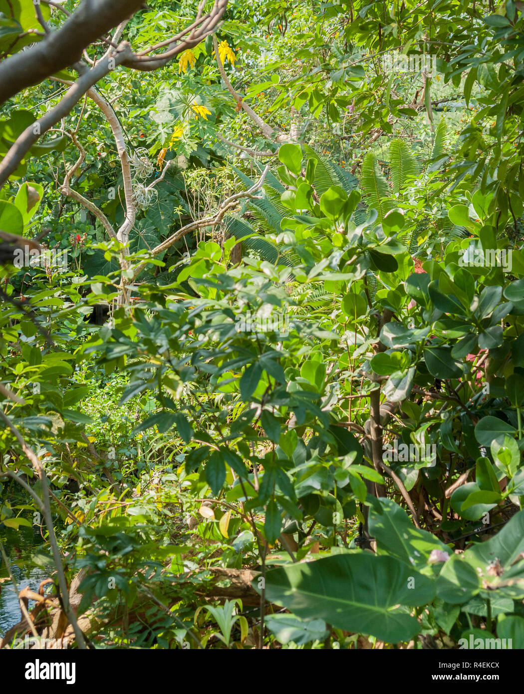 various jungle plants Stock Photo Alamy