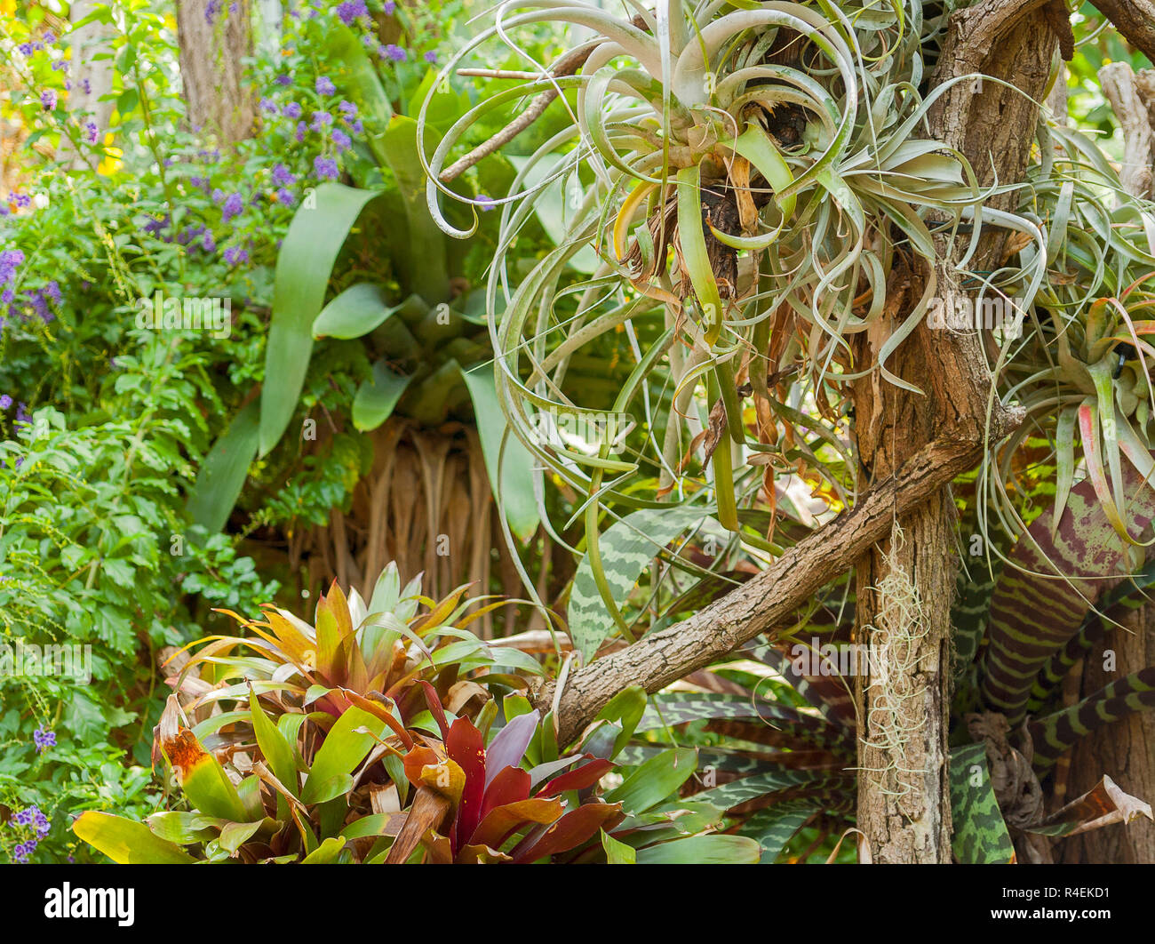 various jungle plants Stock Photo Alamy