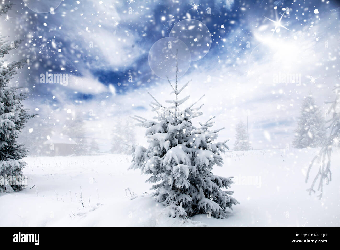 Christmas background with snowy fir trees Stock Photo Alamy