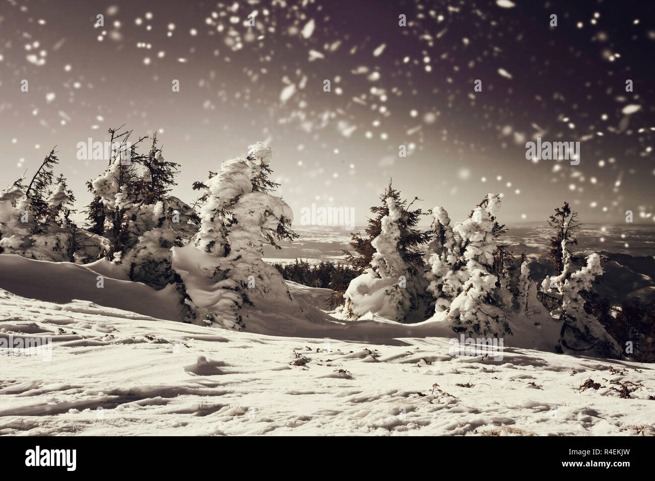 Winter landscape with snowy fir trees Stock Photo - Alamy