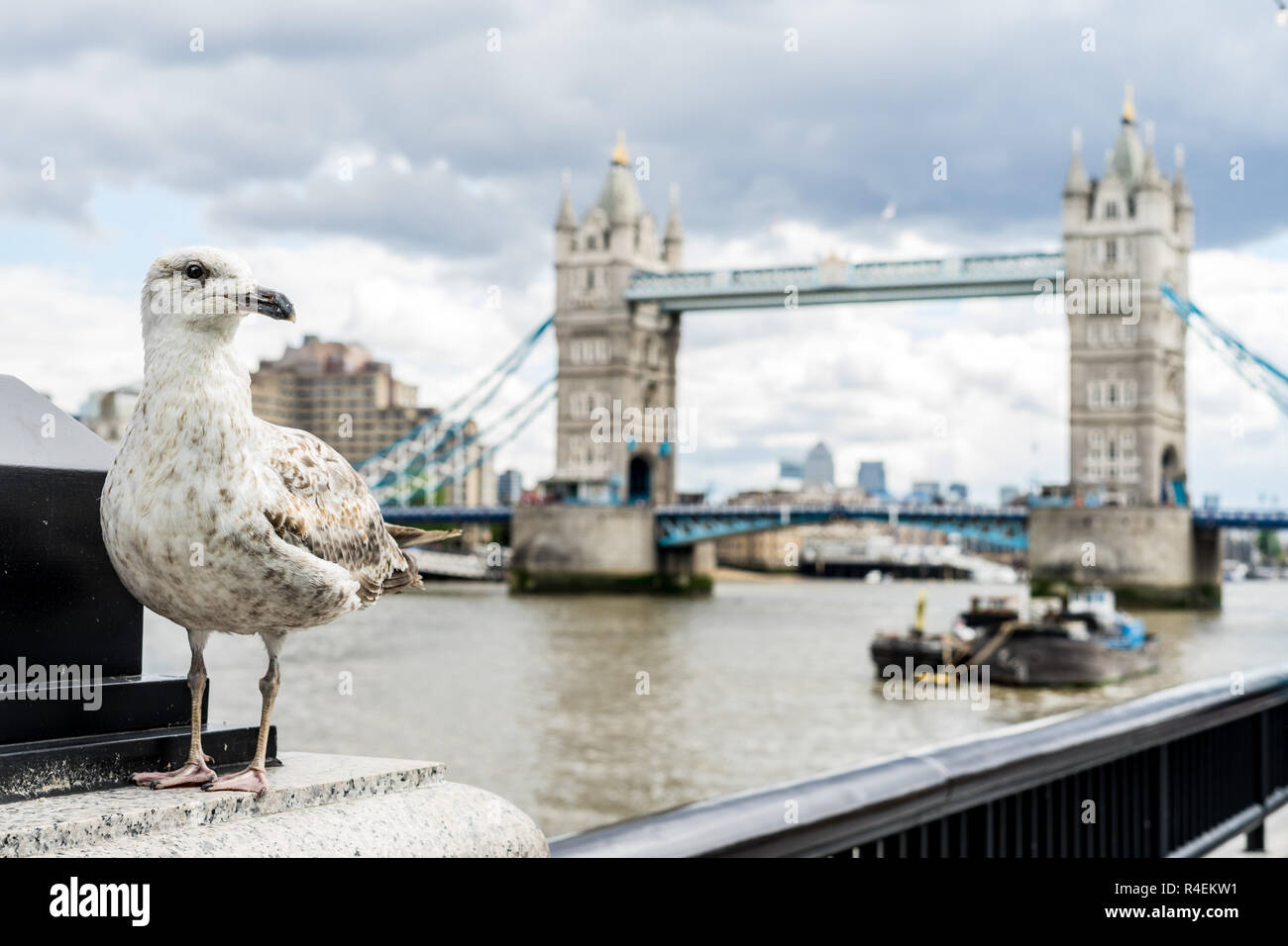 Seagull Portrait inftont of Tower Bridge at London at UK Stock Photo