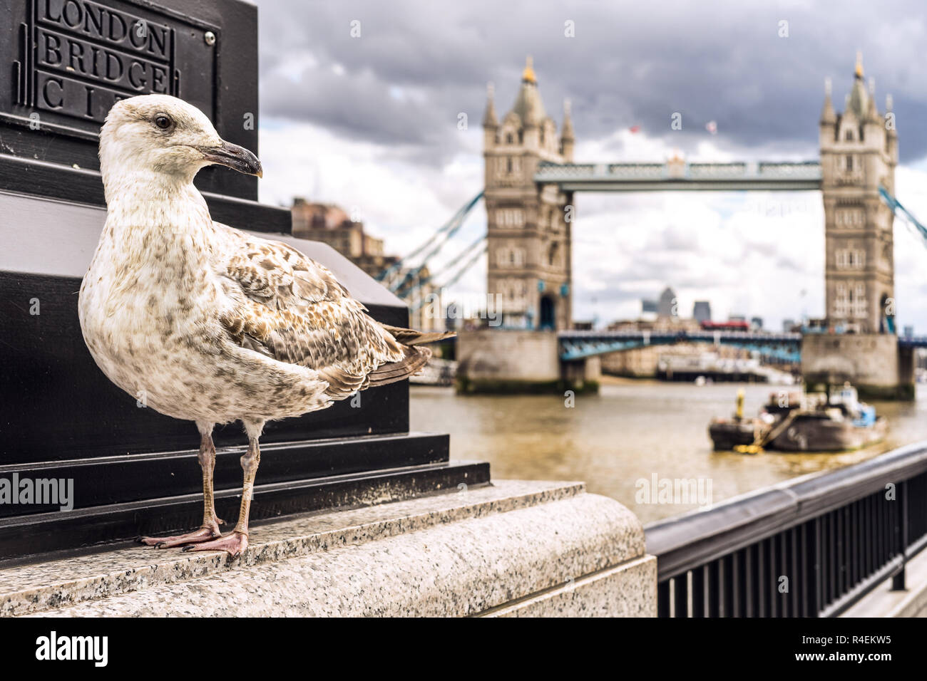Seagull Portrait inftont of Tower Bridge at London at UK Stock Photo
