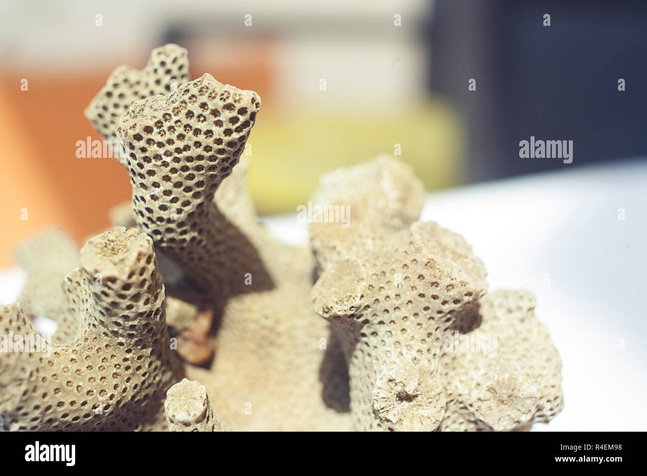 Dead coral that look like brain or bee hive Stock Photo