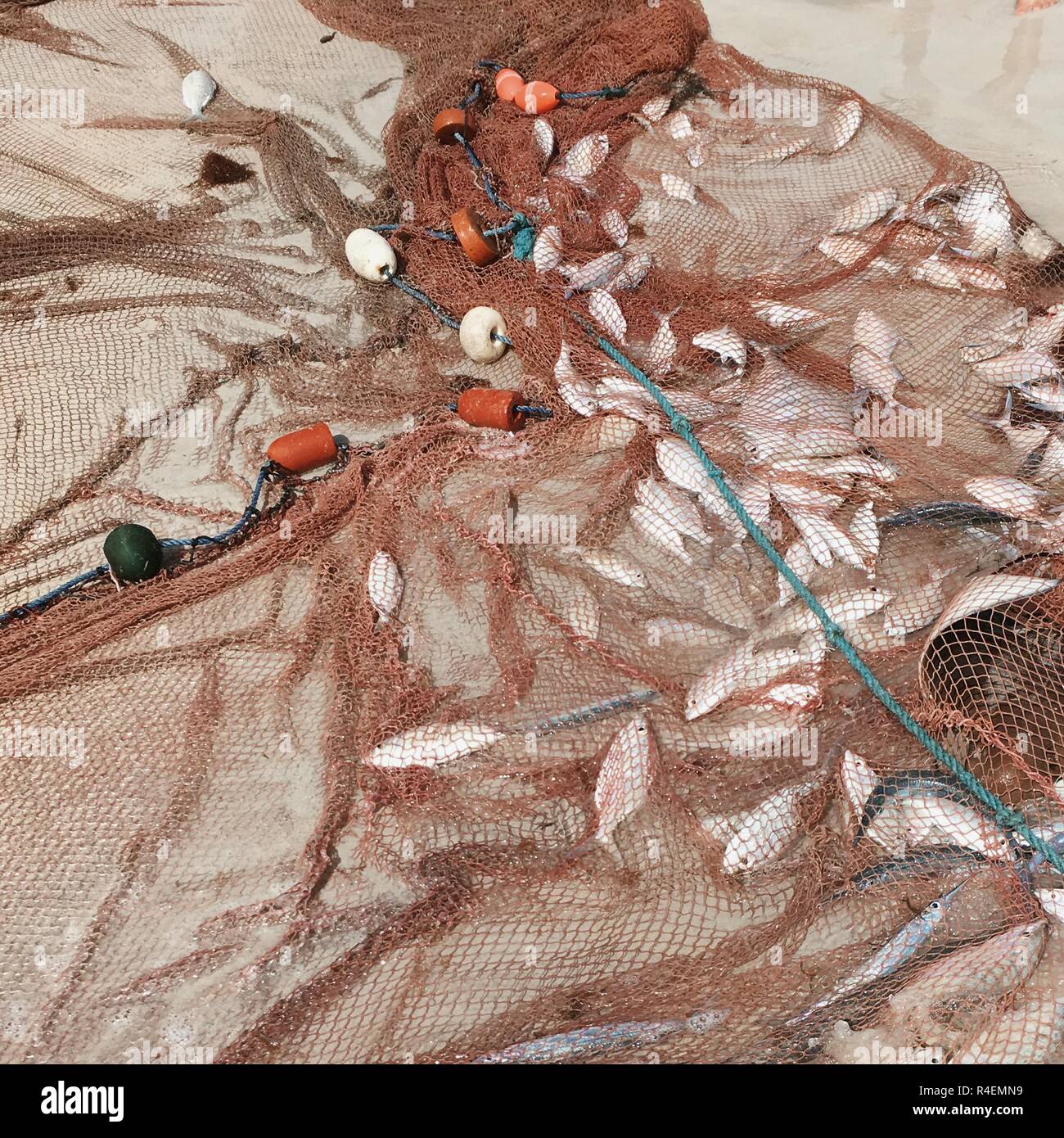 Catch Of Fish In A Fishing Net On Beach Seychelles Stock Photo Alamy Catch Of Fish In A Fishing Net On Beach Seychelles Stock Photo Alamy