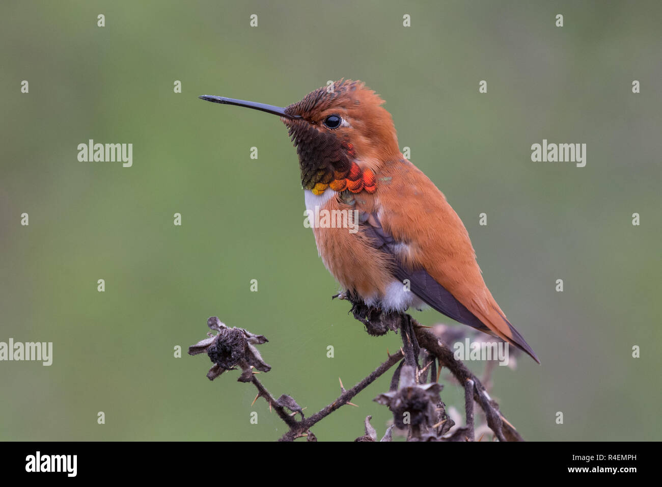 Hummingbirds canada hi-res stock photography and images - Alamy