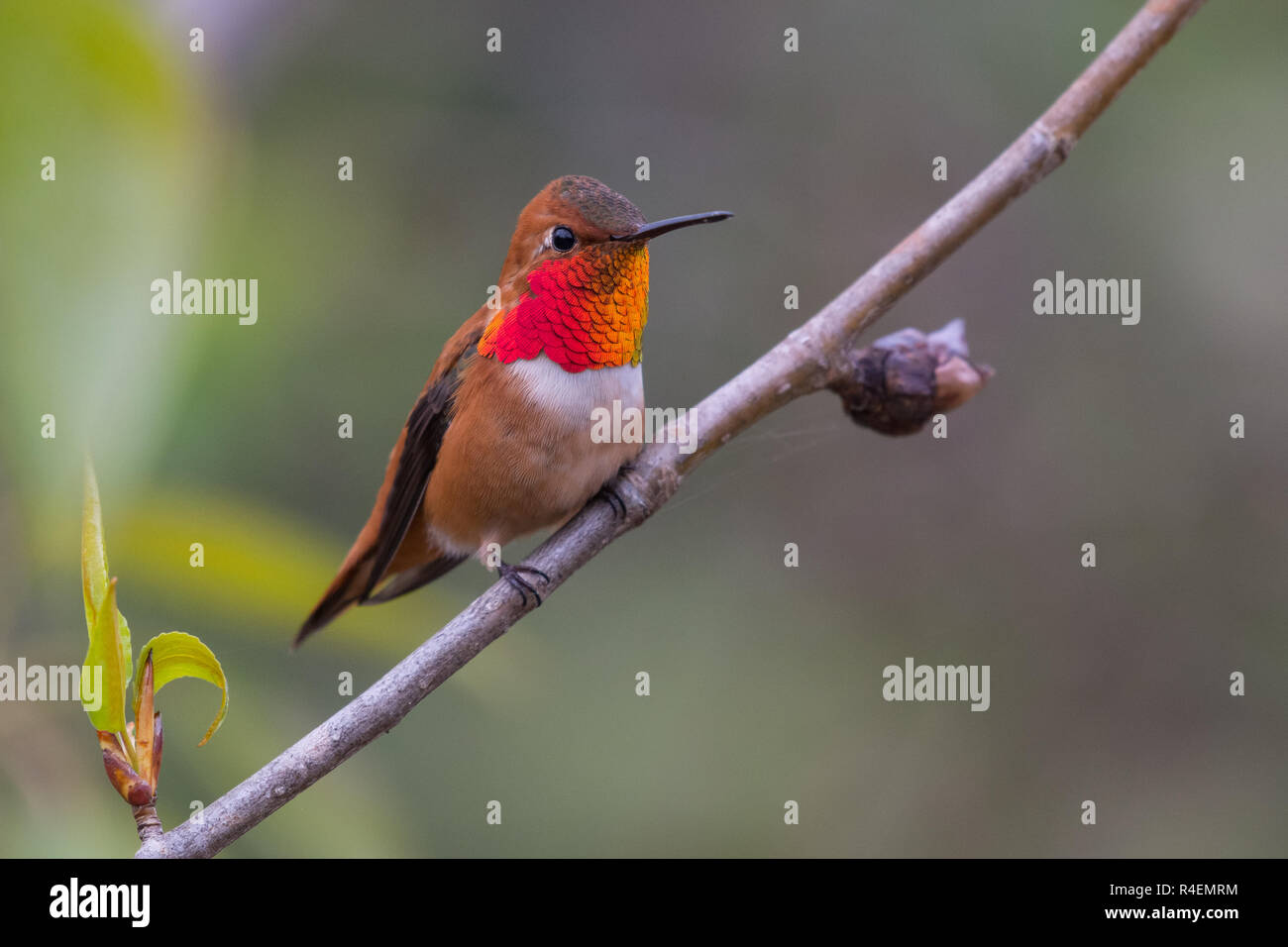 Male Ruffous Hummingbird Rufous Hummingbird -male Stock Photo - Alamy