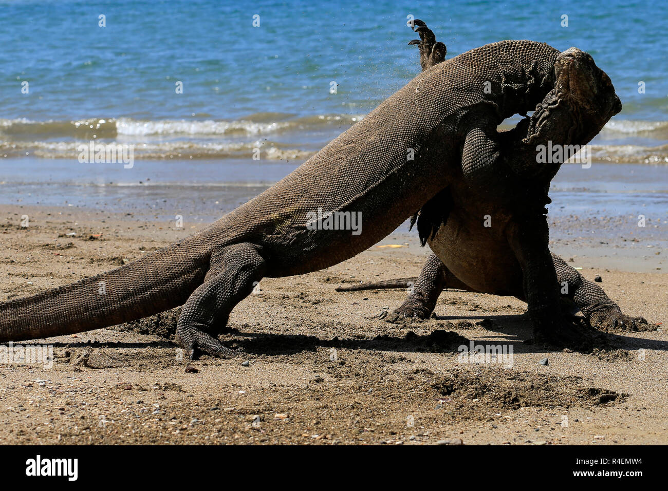 Two komodo dragons on beach, Komodo Island, East Nusa Tenggara ...