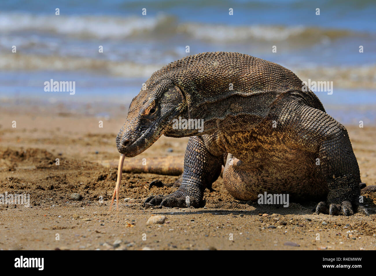 Portrait of a komodo dragon on beach, Komodo Island, East Nusa Tenggara ...