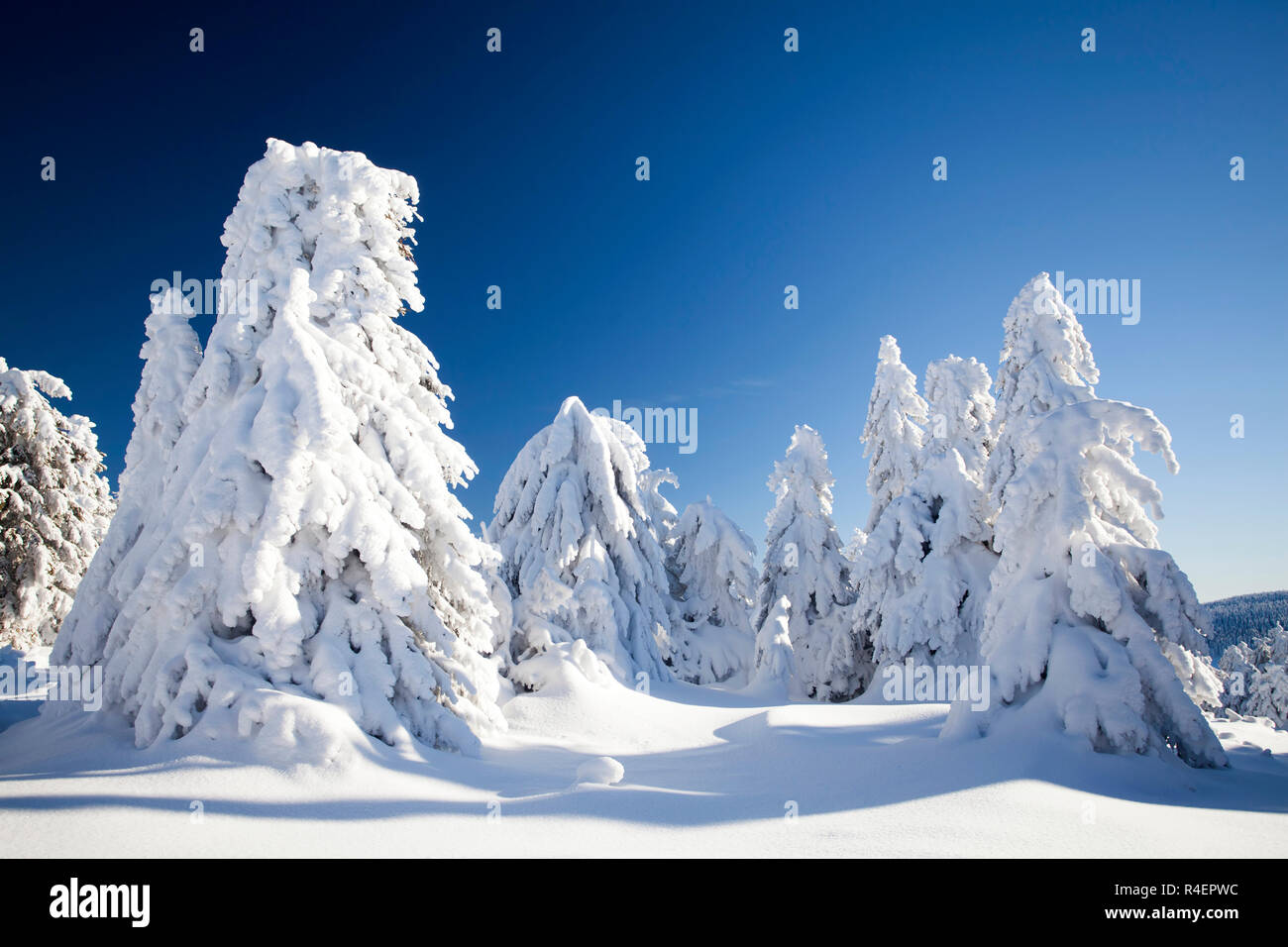 Snow covered pine trees in the mountains Stock Photo - Alamy