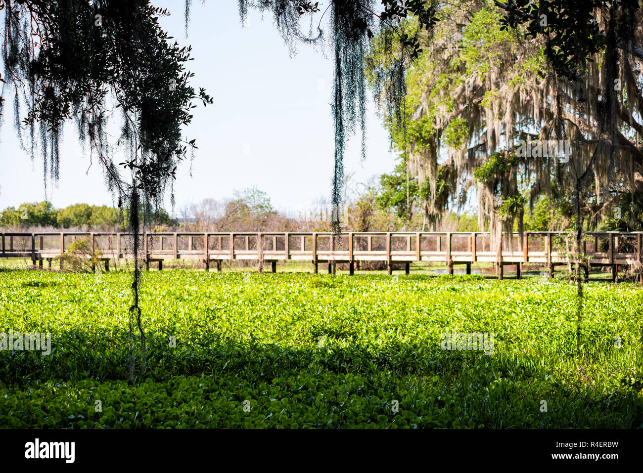 Southern live oak tree with hanging Spanish moss on boardwalk bridge in