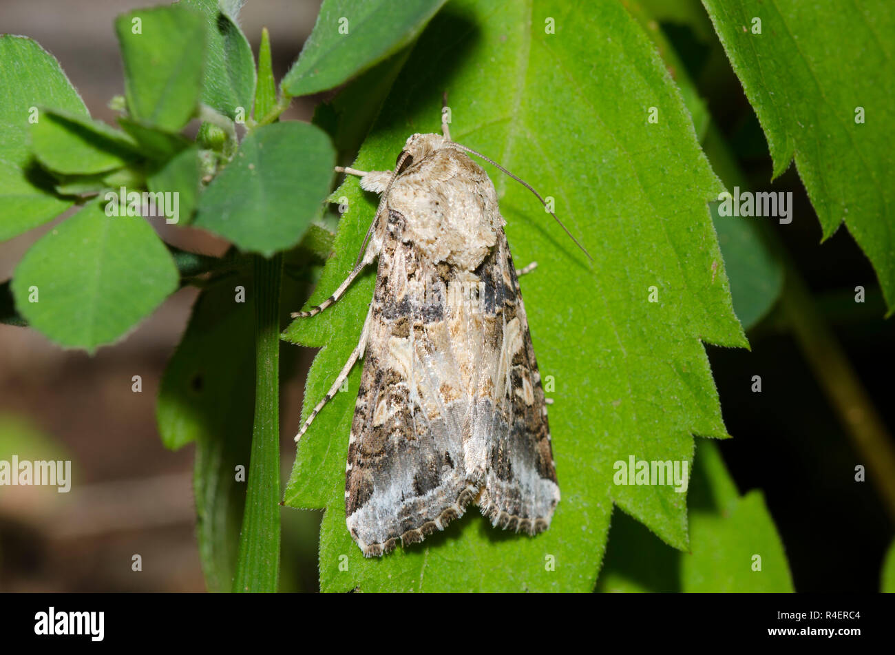 download yellow striped armyworm download yellow striped armyworm
