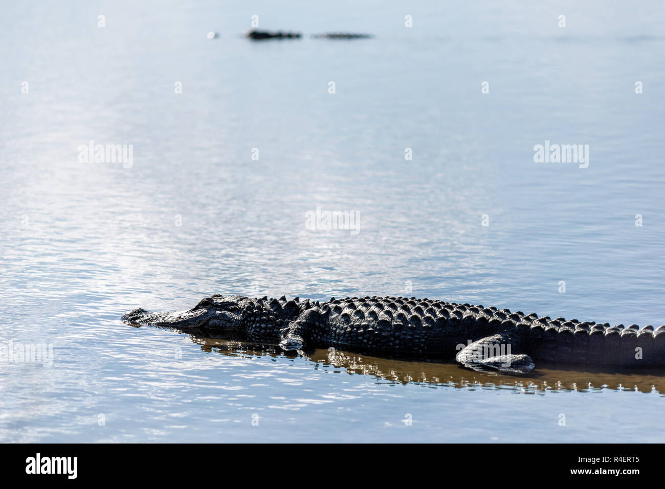 One or two alligators in deep hole famous alligator lake pond in Myakka River State Park, Sarasota, Florida, closeup lying swimming in water Stock Photo