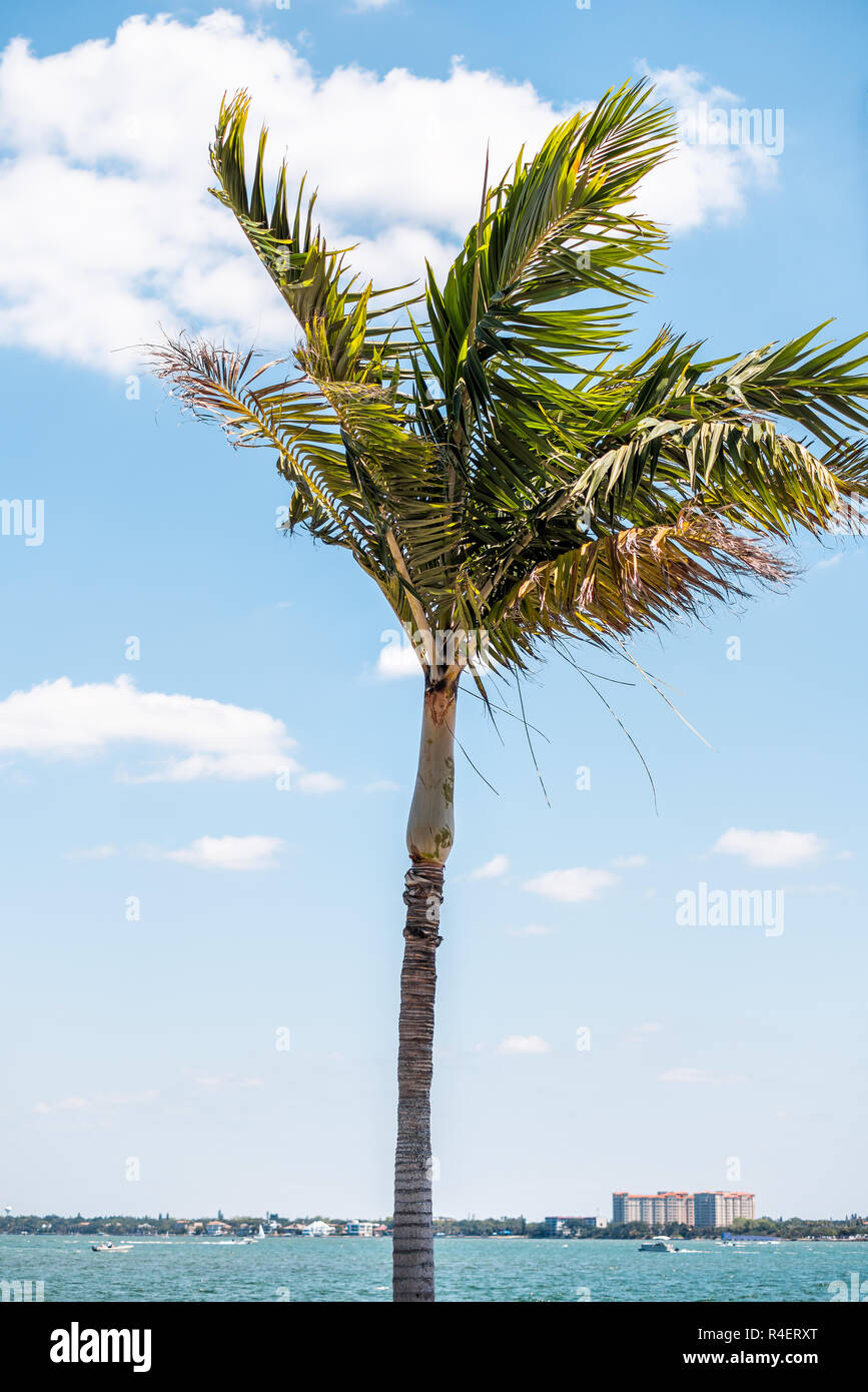 One vertical palm tree leaves in wind colorful green isolated against blue sky in Sarasota, Florida during sunny day, cityscape, bay, buildings Stock Photo