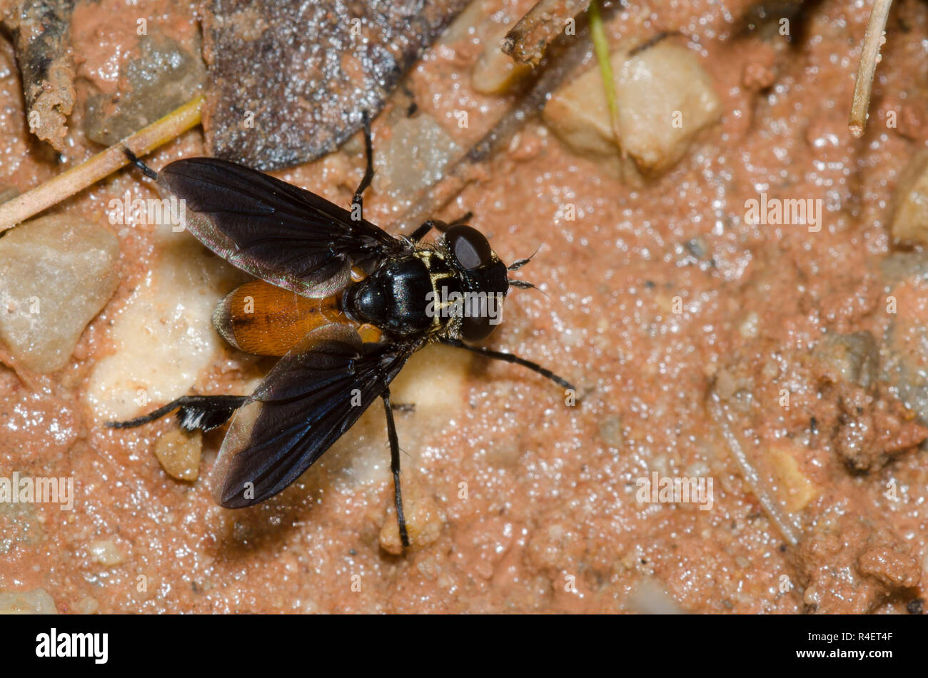 Featherlegged Fly, Trichopoda sp Stock Photo Alamy