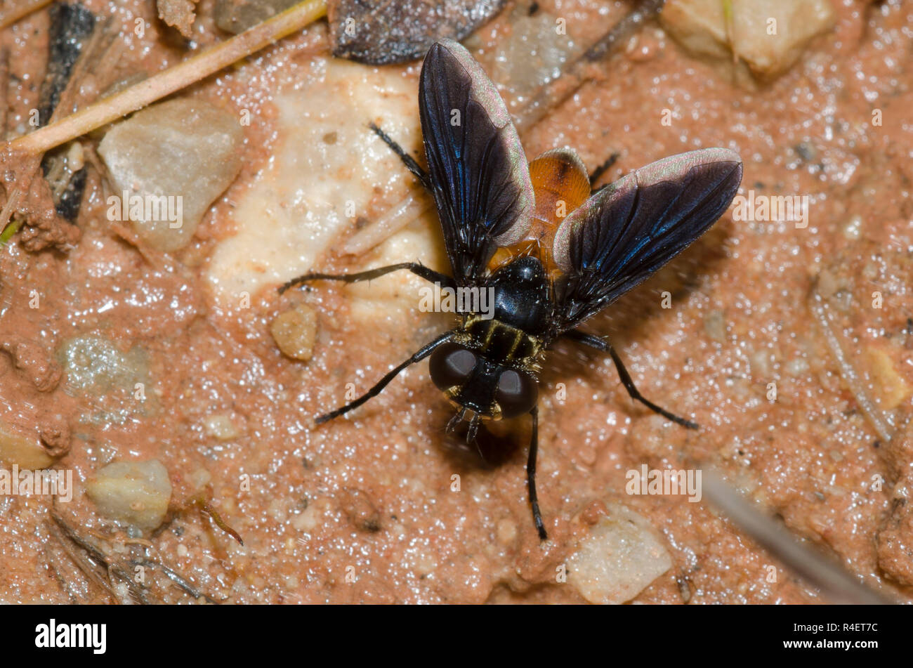 Featherlegged Fly, Trichopoda sp Stock Photo Alamy