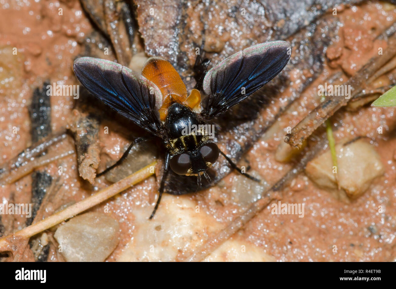 Feather-legged Fly, Trichopoda sp. Stock Photo