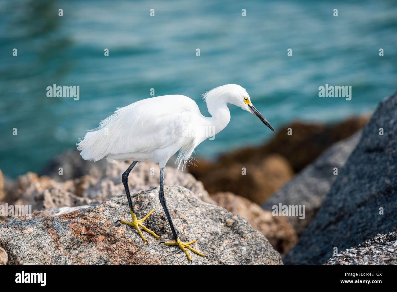 Closeup of one snowy egret white bird walking on rocky pier rocks in Florida Gulf of Mexico in Venice beach, yellow and blue colors Stock Photo