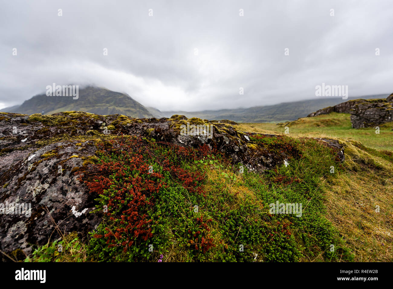 Lava Field in Iceland closeup with green and red moss mossy plants flowers covered rocks, stones in southern ring road, stormy dark clouds landscape,  Stock Photo